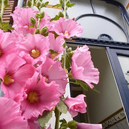 Matin Tranquille Liege