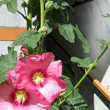 Bed & Breakfast Matin Tranquille Liege