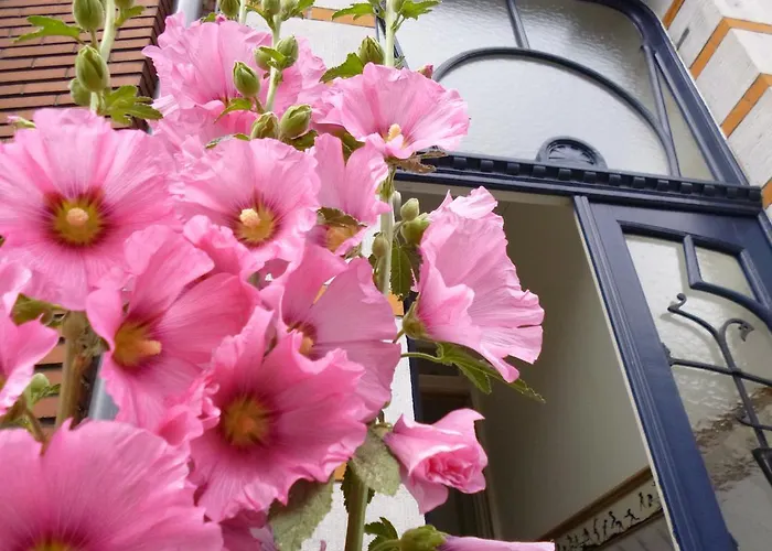 Matin Tranquille Liège